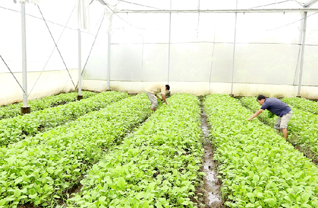 Nhân rộng mô hình sản xuất sạch tại Hà Nội